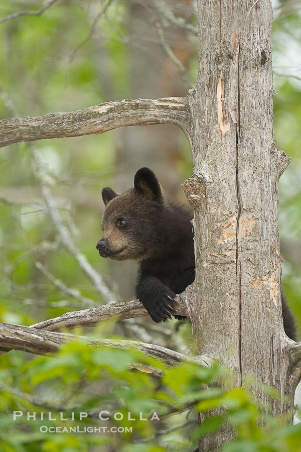 Black bear cub in a tree.  Mother bears will often send their cubs up into the safety of a tree if larger bears (who might seek to injure the cubs) are nearby.  Black bears have sharp claws and, in spite of their size, are expert tree climbers., Ursus americanus, natural history stock photograph, photo id 18865