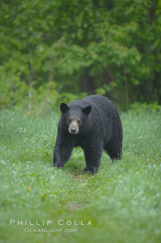 Black bear walking in a grassy meadow.  Black bears can live 25 years or more, and range in color from deepest black to chocolate and cinnamon brown.  Adult males typically weigh up to 600 pounds.  Adult females weight up to 400 pounds and reach sexual maturity at 3 or 4 years of age.  Adults stand about 3' tall at the shoulder. Orr, Minnesota, USA, Ursus americanus, natural history stock photograph, photo id 18869