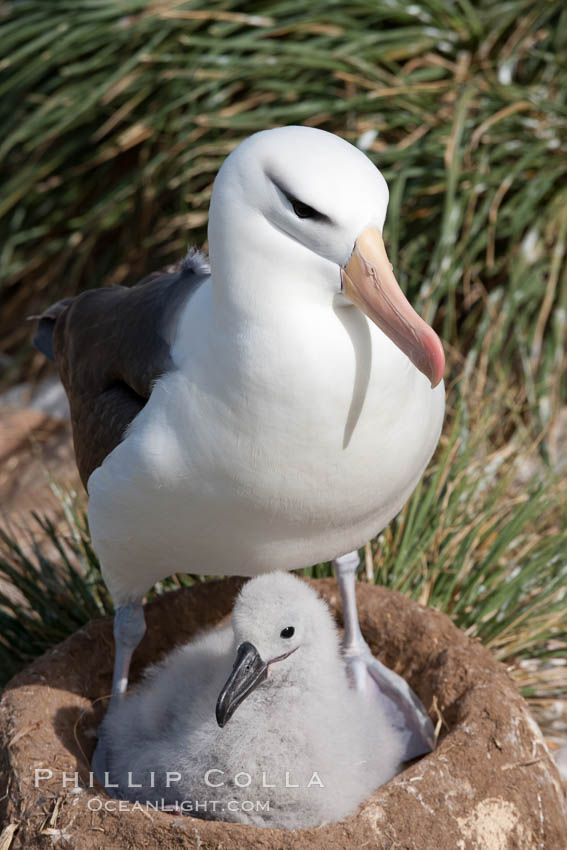 Black-browed albatross, adult and chick, at the enormous colony on Steeple Jason Island in the Falklands.  This is the largest breeding colony of black-browed albatrosses in the world, numbering in the hundreds of thousands of breeding pairs.  The albatrosses lay eggs in September and October, and tend a single chick that will fledge in about 120 days. Falkland Islands, United Kingdom, Thalassarche melanophrys, natural history stock photograph, photo id 24158