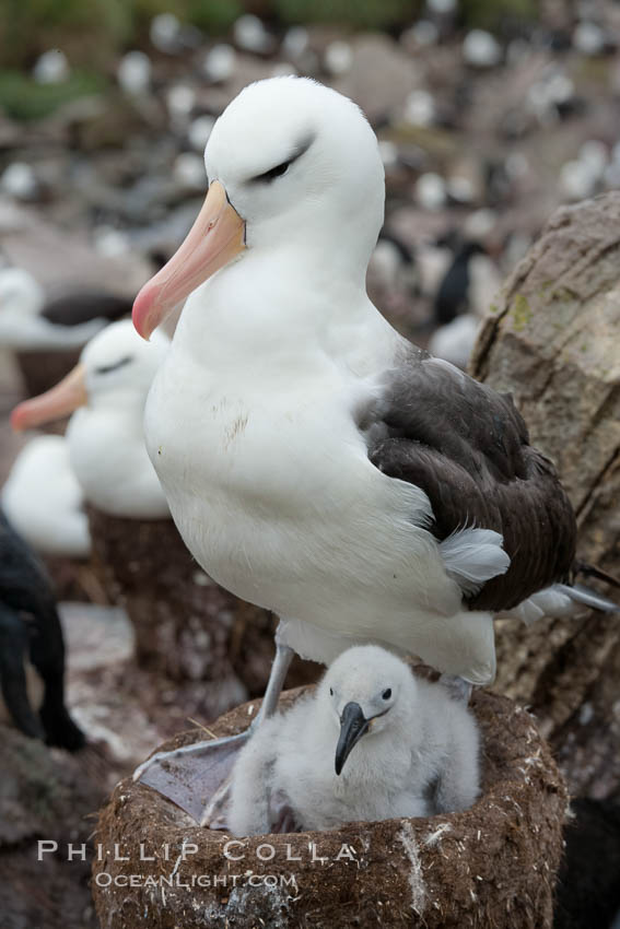 Black-browed albatross, adult on nest with chick. Westpoint Island, Falkland Islands, United Kingdom, Thalassarche melanophrys, natural history stock photograph, photo id 23936