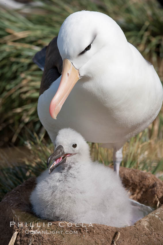 Black-browed albatross, adult and chick, at the enormous colony on Steeple Jason Island in the Falklands.  This is the largest breeding colony of black-browed albatrosses in the world, numbering in the hundreds of thousands of breeding pairs.  The albatrosses lay eggs in September and October, and tend a single chick that will fledge in about 120 days. Falkland Islands, United Kingdom, Thalassarche melanophrys, natural history stock photograph, photo id 24120