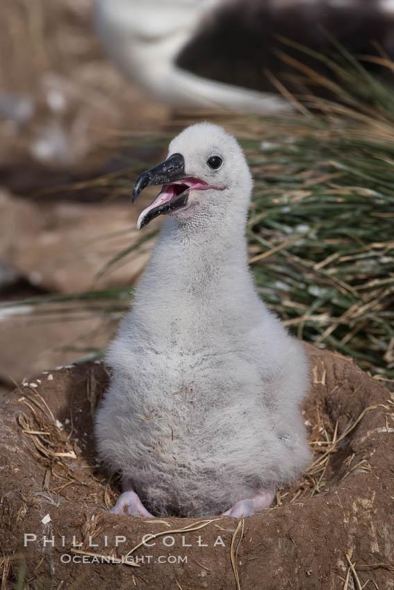 Black-browed albatross chick on its nest, Steeple Jason Island breeding colony.  The single egg is laid in September or October.  Incubation takes 68 to 71 days, after which the chick is tended alternately by both adults until it fledges about 120 days later. Falkland Islands, United Kingdom, Thalassarche melanophrys, natural history stock photograph, photo id 24264