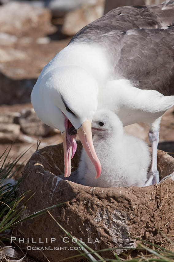 Black-browed albatross, feeding its chick on the nest by regurgitating food it was swallowed while foraging at sea, Steeple Jason Island breeding colony.  The single egg is laid in September or October.  Incubation takes 68 to 71 days, after which the chick is tended alternately by both adults until it fledges about 120 days later. Falkland Islands, United Kingdom, Thalassarche melanophrys, natural history stock photograph, photo id 24255