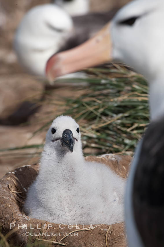 Black-browed albatross, adult and chick, at the enormous colony on Steeple Jason Island in the Falklands.  This is the largest breeding colony of black-browed albatrosses in the world, numbering in the hundreds of thousands of breeding pairs.  The albatrosses lay eggs in September and October, and tend a single chick that will fledge in about 120 days. Falkland Islands, United Kingdom, Thalassarche melanophrys, natural history stock photograph, photo id 24263