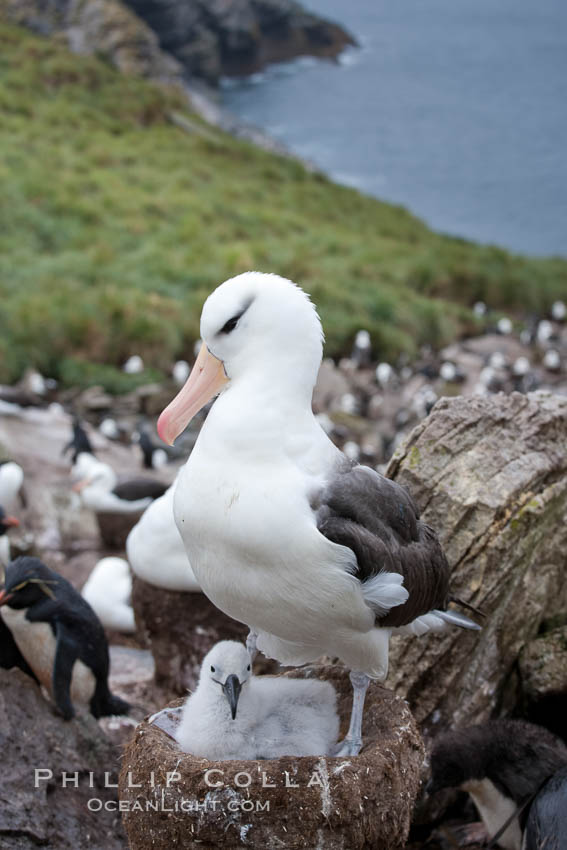 Black-browed albatross, adult on nest with chick. Westpoint Island, Falkland Islands, United Kingdom, Thalassarche melanophrys, natural history stock photograph, photo id 23937