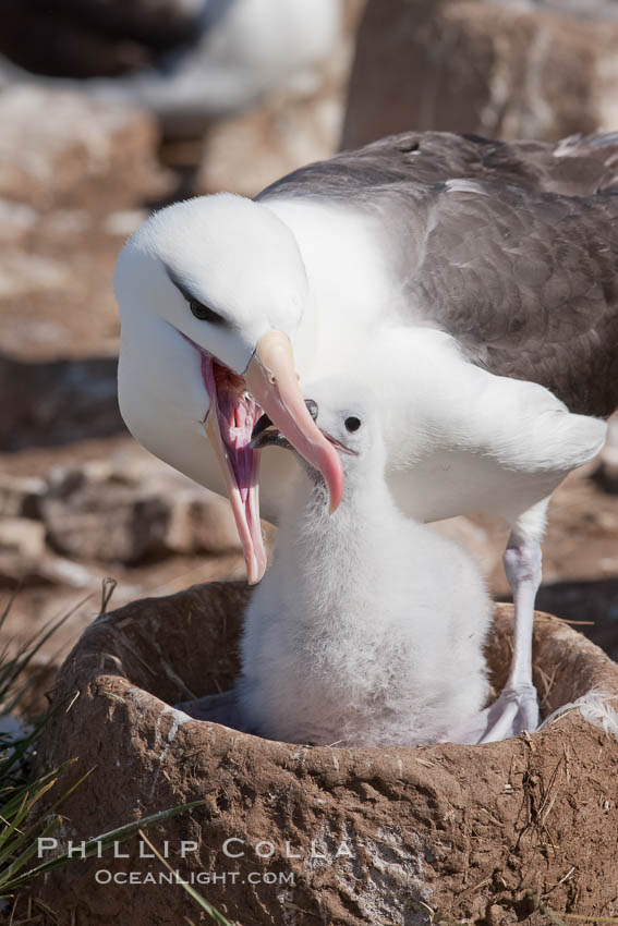 Black-browed albatross, feeding its chick on the nest by regurgitating food it was swallowed while foraging at sea, Steeple Jason Island breeding colony.  The single egg is laid in September or October.  Incubation takes 68 to 71 days, after which the chick is tended alternately by both adults until it fledges about 120 days later. Falkland Islands, United Kingdom, Thalassarche melanophrys, natural history stock photograph, photo id 24117