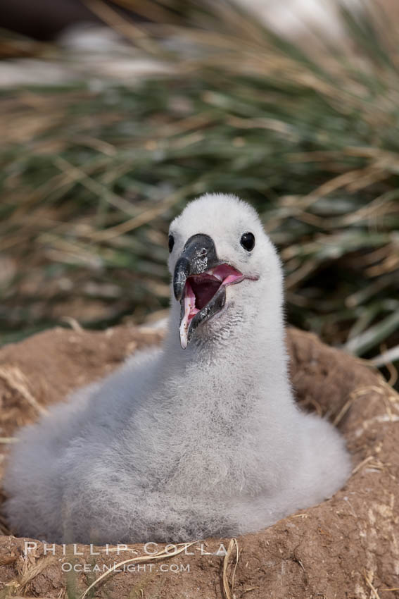 Black-browed albatross chick on its nest, Steeple Jason Island breeding colony.  The single egg is laid in September or October.  Incubation takes 68 to 71 days, after which the chick is tended alternately by both adults until it fledges about 120 days later. Falkland Islands, United Kingdom, Thalassarche melanophrys, natural history stock photograph, photo id 24229