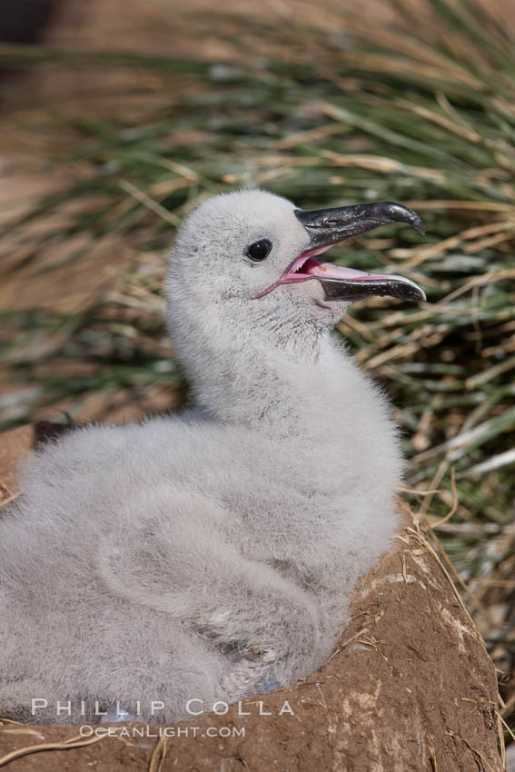 Black-browed albatross chick on its nest, Steeple Jason Island breeding colony.  The single egg is laid in September or October.  Incubation takes 68 to 71 days, after which the chick is tended alternately by both adults until it fledges about 120 days later. Falkland Islands, United Kingdom, Thalassarche melanophrys, natural history stock photograph, photo id 24257