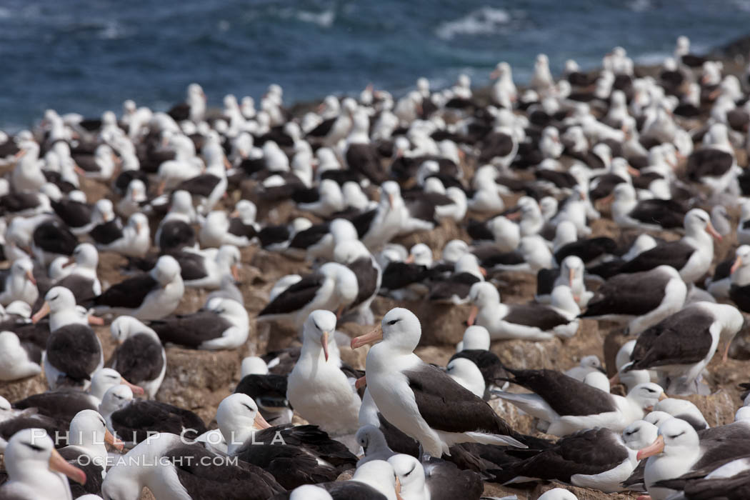 Black-browed albatross colony on Steeple Jason Island in the Falklands.  This is the largest breeding colony of black-browed albatrosses in the world, numbering in the hundreds of thousands of breeding pairs.  The albatrosses lay eggs in September and October, and tend a single chick that will fledge in about 120 days. Falkland Islands, United Kingdom, Thalassarche melanophrys, natural history stock photograph, photo id 24110