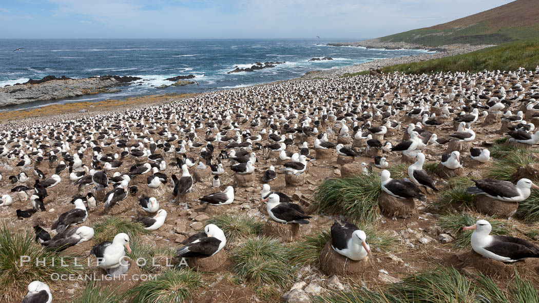 Black-browed albatross colony on Steeple Jason Island in the Falklands.  This is the largest breeding colony of black-browed albatrosses in the world, numbering in the hundreds of thousands of breeding pairs.  The albatrosses lay eggs in September and October, and tend a single chick that will fledge in about 120 days. Falkland Islands, United Kingdom, Thalassarche melanophrys, natural history stock photograph, photo id 24150