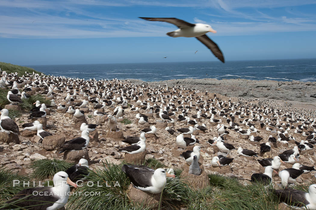 Black-browed albatross in flight, over the enormous colony at Steeple Jason Island in the Falklands. Falkland Islands, United Kingdom, Thalassarche melanophrys, natural history stock photograph, photo id 24222