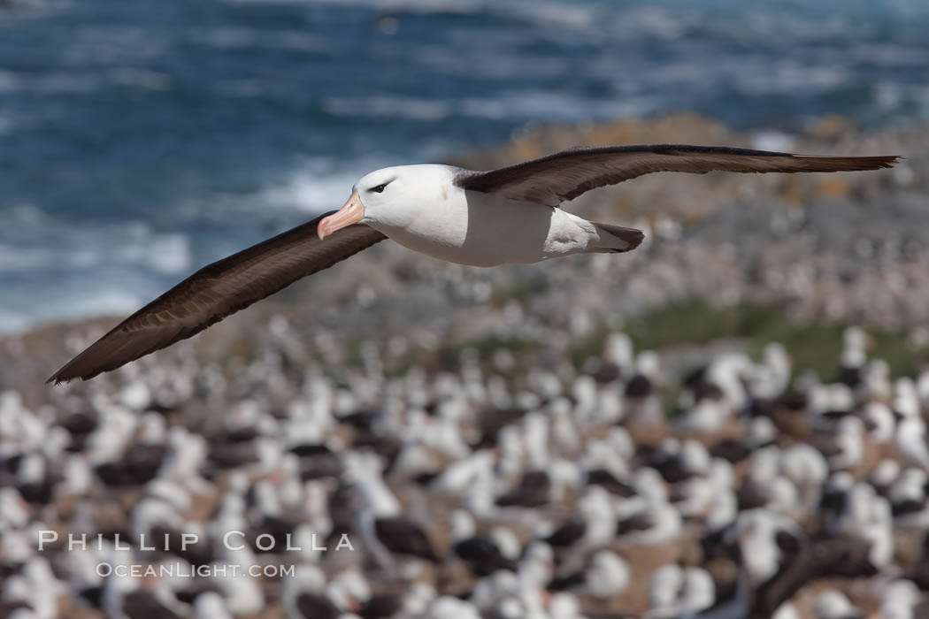 Black-browed albatross in flight, over the enormous colony at Steeple Jason Island in the Falklands. Falkland Islands, United Kingdom, Thalassarche melanophrys, natural history stock photograph, photo id 24081