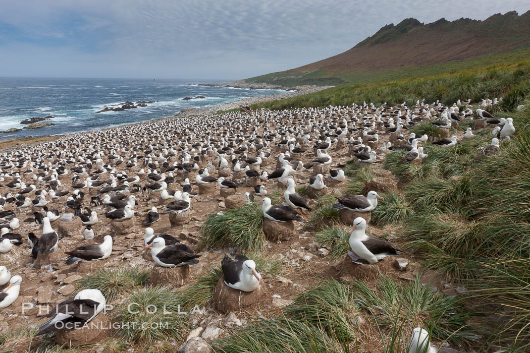 Black-browed albatross colony on Steeple Jason Island in the Falklands.  This is the largest breeding colony of black-browed albatrosses in the world, numbering in the hundreds of thousands of breeding pairs.  The albatrosses lay eggs in September and October, and tend a single chick that will fledge in about 120 days. Falkland Islands, United Kingdom, Thalassarche melanophrys, natural history stock photograph, photo id 24149