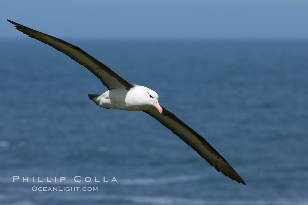 Black-browed albatross, in flight over the ocean.  The wingspan of the black-browed albatross can reach 10', it can weigh up to 10 lbs and live for as many as 70 years. Steeple Jason Island, Falkland Islands, United Kingdom, Thalassarche melanophrys, natural history stock photograph, photo id 24079