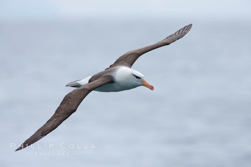 Black-browed albatross, in flight. Scotia Sea, Southern Ocean, Thalassarche melanophrys, natural history stock photograph, photo id 24685
