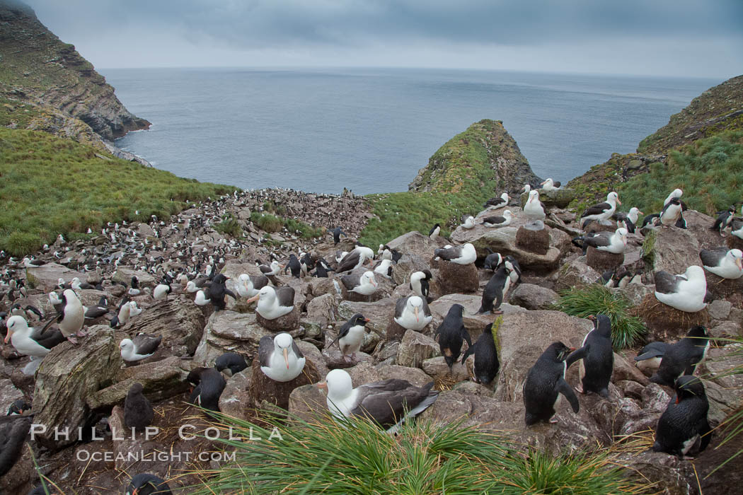 Colony of nesting black-browed albatross, rockhopper penguins and Imperial shags, set high above the ocean on tussock grass-covered seacliffs. Westpoint Island, Falkland Islands, United Kingdom, Eudyptes chrysocome, Phalacrocorax atriceps, Thalassarche melanophrys, natural history stock photograph, photo id 23951