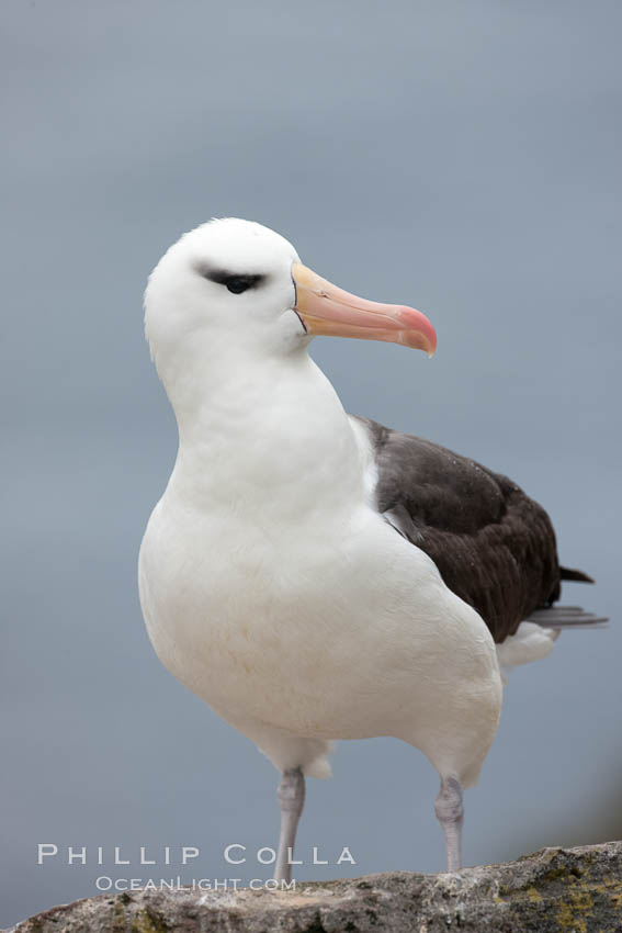 Black-browed albatross. Westpoint Island, Falkland Islands, United Kingdom, Thalassarche melanophrys, natural history stock photograph, photo id 23938