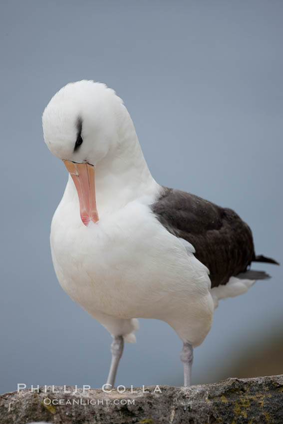 Black-browed albatross. Westpoint Island, Falkland Islands, United Kingdom, Thalassarche melanophrys, natural history stock photograph, photo id 23942