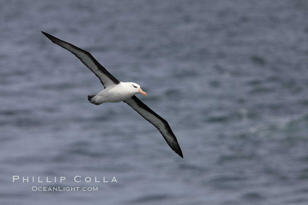 Black-browed albatross in flight.  The black-browed albatross is a medium-sized seabird at 3137" long with a 7994" wingspan and an average weight of 6.410 lb. They have a natural lifespan exceeding 70 years. They breed on remote oceanic islands and are circumpolar, ranging throughout the Southern Oceanic. Falkland Islands, United Kingdom, Thalassarche melanophrys, natural history stock photograph, photo id 23720