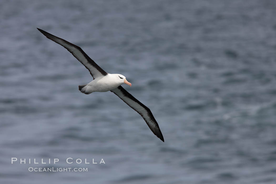 Black-browed albatross in flight.  The black-browed albatross is a medium-sized seabird at 31-37" long with a 79-94" wingspan and an average weight of 6.4-10 lb. They have a natural lifespan exceeding 70 years. They breed on remote oceanic islands and are circumpolar, ranging throughout the Southern Ocean. Falkland Islands, United Kingdom, Thalassarche melanophrys, natural history stock photograph, photo id 23720