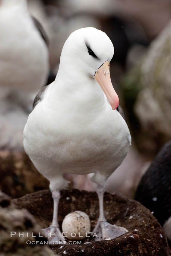 Black-browed albatross, adult on nest with egg. Westpoint Island, Falkland Islands, United Kingdom, Thalassarche melanophrys, natural history stock photograph, photo id 23940