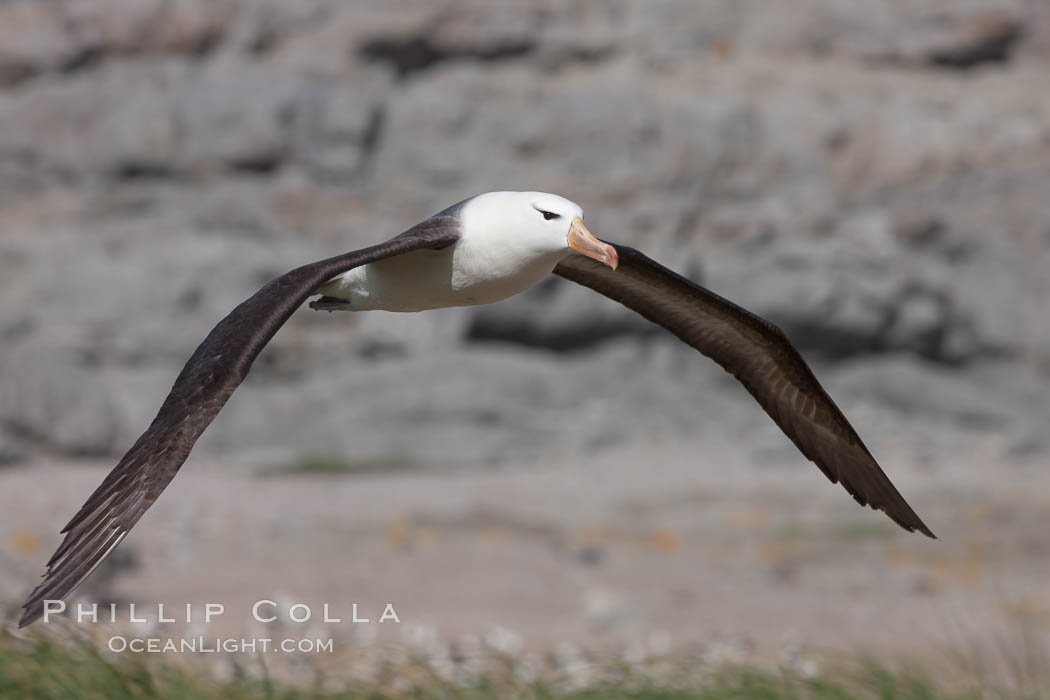 Black-browed albatross in flight, over the enormous colony at Steeple Jason Island in the Falklands. Falkland Islands, United Kingdom, Thalassarche melanophrys, natural history stock photograph, photo id 24080