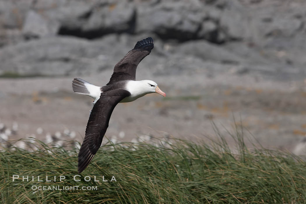 Black-browed albatross, Steeple Jason Island. Falkland Islands, United Kingdom, Thalassarche melanophrys, natural history stock photograph, photo id 24156