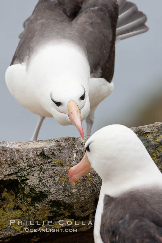 Black-browed albatross. Westpoint Island, Falkland Islands, United Kingdom, Thalassarche melanophrys, natural history stock photograph, photo id 23943