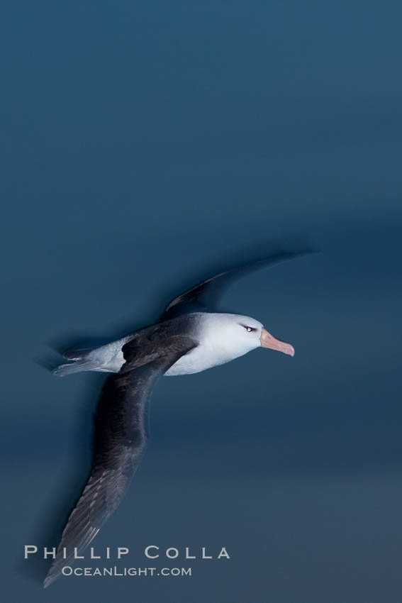 Black-browed albatross in flight, at sea.  The black-browed albatross is a medium-sized seabird at 31-37" long with a 79-94" wingspan and an average weight of 6.4-10 lb. They have a natural lifespan exceeding 70 years. They breed on remote oceanic islands and are circumpolar, ranging throughout the Southern Oceanic. Falkland Islands, United Kingdom, Thalassarche melanophrys, natural history stock photograph, photo id 23987