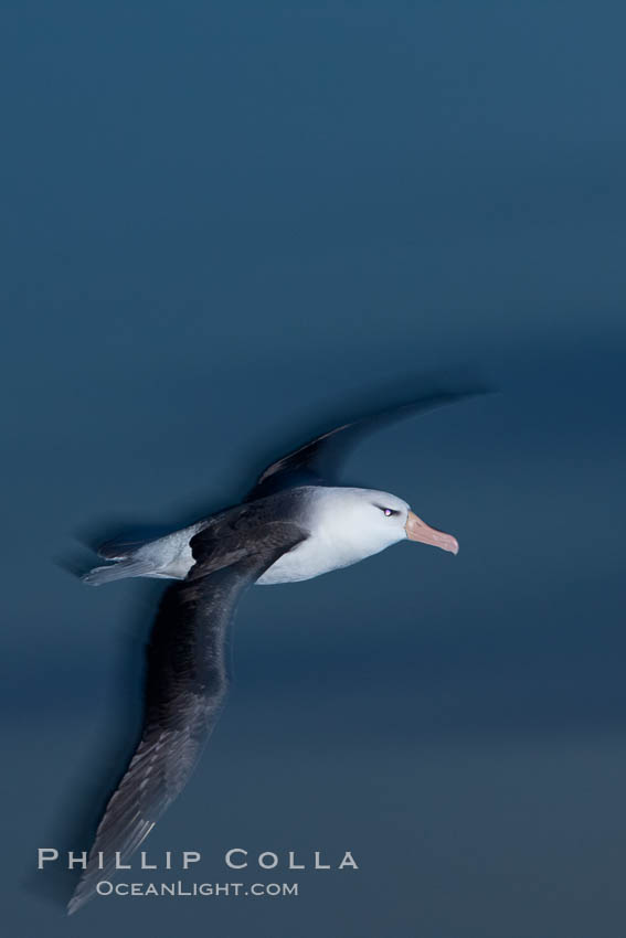 Black-browed albatross in flight, at sea.  The black-browed albatross is a medium-sized seabird at 31-37" long with a 79-94" wingspan and an average weight of 6.4-10 lb. They have a natural lifespan exceeding 70 years. They breed on remote oceanic islands and are circumpolar, ranging throughout the Southern Ocean. Falkland Islands, United Kingdom, Thalassarche melanophrys, natural history stock photograph, photo id 23987