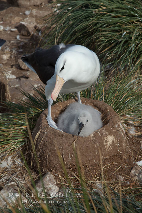Black-browed albatross, adult and chick, at the enormous colony on Steeple Jason Island in the Falklands.  This is the largest breeding colony of black-browed albatrosses in the world, numbering in the hundreds of thousands of breeding pairs.  The albatrosses lay eggs in September and October, and tend a single chick that will fledge in about 120 days. Falkland Islands, United Kingdom, Thalassarche melanophrys, natural history stock photograph, photo id 24123