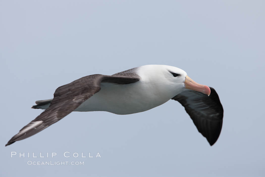 Black-browed albatross in flight.  The black-browed albatross is a medium-sized seabird at 31-37" long with a 79-94" wingspan and an average weight of 6.4-10 lb. They have a natural lifespan exceeding 70 years. They breed on remote oceanic islands and are circumpolar, ranging throughout the Southern Ocean. Falkland Islands, United Kingdom, Thalassarche melanophrys, natural history stock photograph, photo id 23721