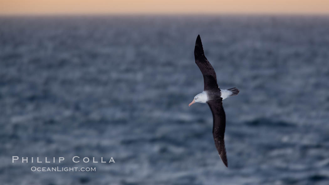 Black-browed albatross flying over the ocean, as it travels and forages for food at sea.  The black-browed albatross is a medium-sized seabird at 31-37" long with a 79-94" wingspan and an average weight of 6.4-10 lb. They have a natural lifespan exceeding 70 years. They breed on remote oceanic islands and are circumpolar, ranging throughout the Southern Ocean. Falkland Islands, United Kingdom, Thalassarche melanophrys, natural history stock photograph, photo id 24021