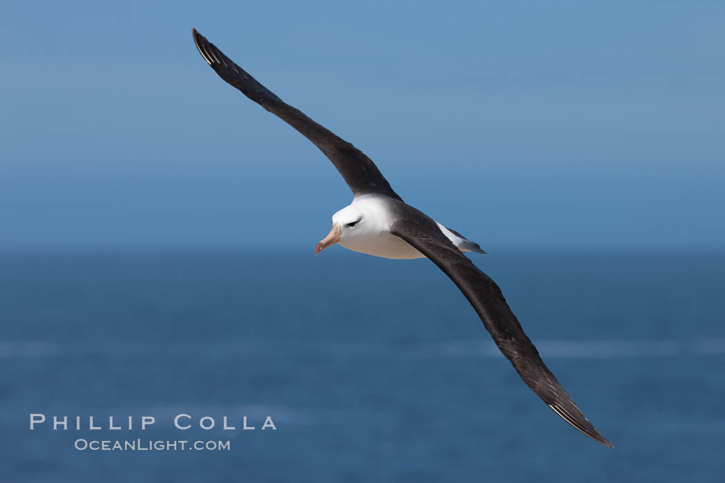 Black-browed albatross, in flight over the ocean.  The wingspan of the black-browed albatross can reach 10', it can weigh up to 10 lbs and live for as many as 70 years. Steeple Jason Island, Falkland Islands, United Kingdom, Thalassarche melanophrys, natural history stock photograph, photo id 24144