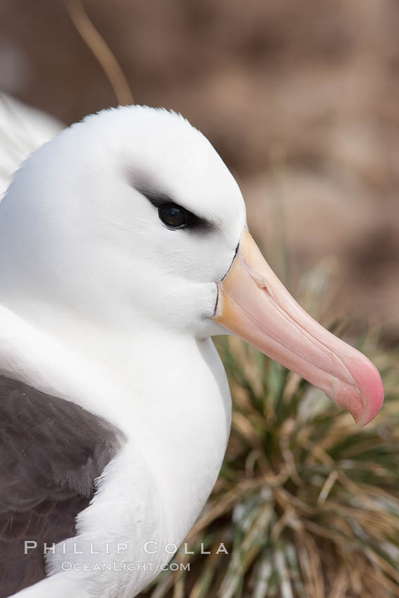 Black-browed albatross, Steeple Jason Island.  The black-browed albatross is a medium-sized seabird at 31-37" long with a 79-94" wingspan and an average weight of 6.4-10 lb. They have a natural lifespan exceeding 70 years. They breed on remote oceanic islands and are circumpolar, ranging throughout the Southern Ocean. Falkland Islands, United Kingdom, Thalassarche melanophrys, natural history stock photograph, photo id 24228