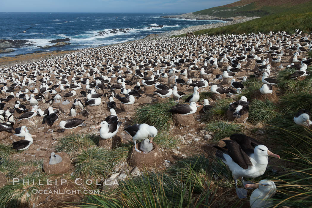 Black-browed albatross colony on Steeple Jason Island in the Falklands.  This is the largest breeding colony of black-browed albatrosses in the world, numbering in the hundreds of thousands of breeding pairs.  The albatrosses lay eggs in September and October, and tend a single chick that will fledge in about 120 days. Falkland Islands, United Kingdom, Thalassarche melanophrys, natural history stock photograph, photo id 24268