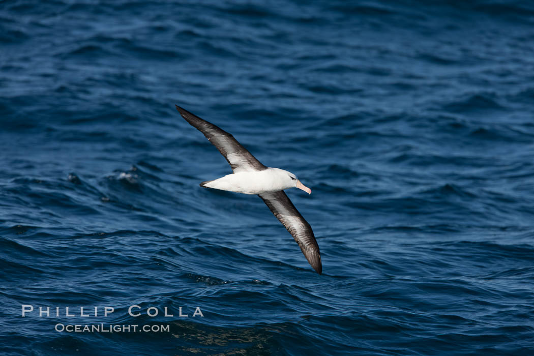 Black-browed albatross in flight, at sea.  The black-browed albatross is a medium-sized seabird at 31-37" long with a 79-94" wingspan and an average weight of 6.4-10 lb. They have a natural lifespan exceeding 70 years. They breed on remote oceanic islands and are circumpolar, ranging throughout the Southern Oceanic., Thalassarche melanophrys, natural history stock photograph, photo id 24284
