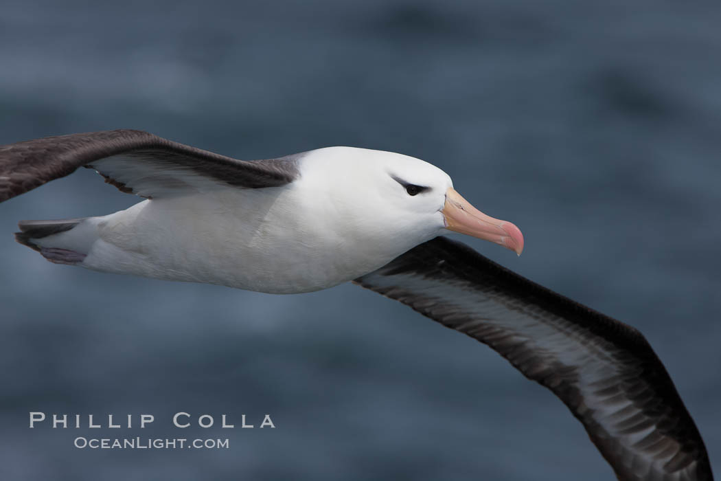 Black-browed albatross in flight.  The black-browed albatross is a medium-sized seabird at 3137" long with a 7994" wingspan and an average weight of 6.410 lb. They have a natural lifespan exceeding 70 years. They breed on remote oceanic islands and are circumpolar, ranging throughout the Southern Oceanic. Falkland Islands, United Kingdom, Thalassarche melanophrys, natural history stock photograph, photo id 23715
