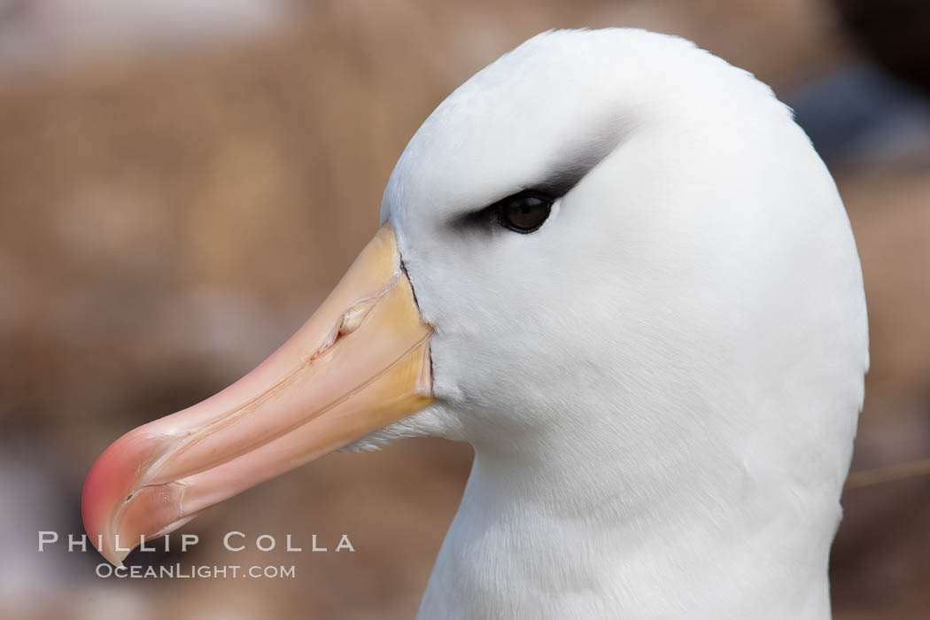 Black-browed albatross, Steeple Jason Island.  The black-browed albatross is a medium-sized seabird at 31-37" long with a 79-94" wingspan and an average weight of 6.4-10 lb. They have a natural lifespan exceeding 70 years. They breed on remote oceanic islands and are circumpolar, ranging throughout the Southern Oceanic. Falkland Islands, United Kingdom, Thalassarche melanophrys, natural history stock photograph, photo id 24151