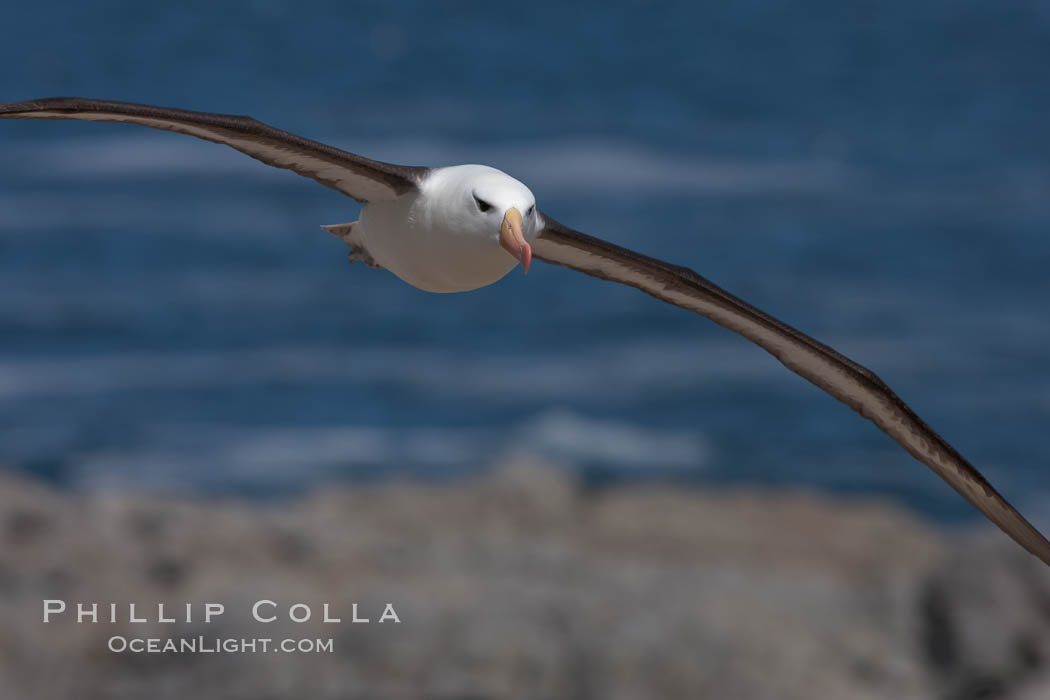 Black-browed albatross soaring in the air, near the breeding colony at Steeple Jason Island. Falkland Islands, United Kingdom, Thalassarche melanophrys, natural history stock photograph, photo id 24215