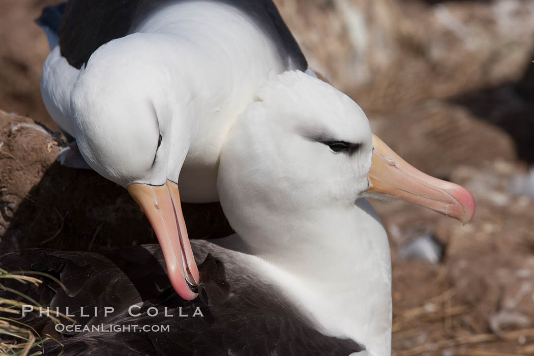 Black-browed albatross, courtship and mutual preening behavior between two mated adults on the nest, Steeple Jason Island breeding colony.  Black-browed albatrosses begin breeding at about 10 years, and lay a single egg each season. Falkland Islands, United Kingdom, Thalassarche melanophrys, natural history stock photograph, photo id 24251