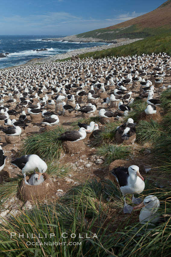Black-browed albatross colony on Steeple Jason Island in the Falklands.  This is the largest breeding colony of black-browed albatrosses in the world, numbering in the hundreds of thousands of breeding pairs.  The albatrosses lay eggs in September and October, and tend a single chick that will fledge in about 120 days. Falkland Islands, United Kingdom, Thalassarche melanophrys, natural history stock photograph, photo id 24267