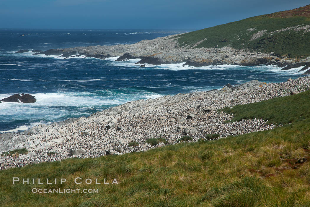 Black-browed albatross colony on Steeple Jason Island in the Falklands.  This is the largest breeding colony of black-browed albatrosses in the world, numbering in the hundreds of thousands of breeding pairs.  The albatrosses lay eggs in September and October, and tend a single chick that will fledge in about 120 days. Falkland Islands, United Kingdom, Thalassarche melanophrys, natural history stock photograph, photo id 24271