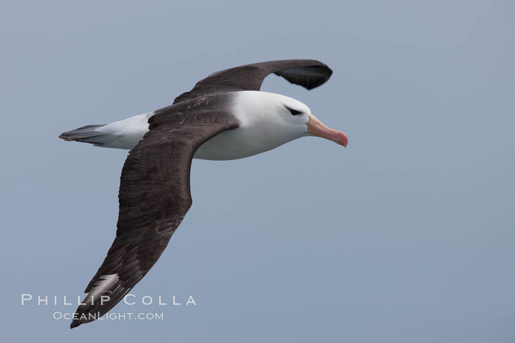 Black-browed albatross in flight.  The black-browed albatross is a medium-sized seabird at 3137" long with a 7994" wingspan and an average weight of 6.410 lb. They have a natural lifespan exceeding 70 years. They breed on remote oceanic islands and are circumpolar, ranging throughout the Southern Oceanic. Falkland Islands, United Kingdom, Thalassarche melanophrys, natural history stock photograph, photo id 23717