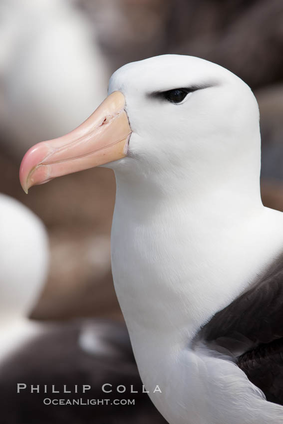 Black-browed albatross, Steeple Jason Island.  The black-browed albatross is a medium-sized seabird at 31-37" long with a 79-94" wingspan and an average weight of 6.4-10 lb. They have a natural lifespan exceeding 70 years. They breed on remote oceanic islands and are circumpolar, ranging throughout the Southern Ocean. Falkland Islands, United Kingdom, Thalassarche melanophrys, natural history stock photograph, photo id 24109