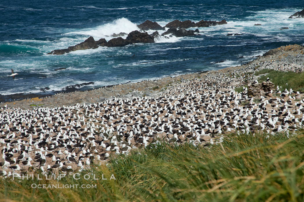 Black-browed albatross colony on Steeple Jason Island in the Falklands.  This is the largest breeding colony of black-browed albatrosses in the world, numbering in the hundreds of thousands of breeding pairs.  The albatrosses lay eggs in September and October, and tend a single chick that will fledge in about 120 days. Falkland Islands, United Kingdom, Thalassarche melanophrys, natural history stock photograph, photo id 24269