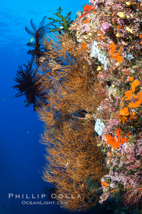 Black coral and crinoid on South Pacific coral reef, Fiji. Vatu I Ra Passage, Bligh Waters, Viti Levu  Island, Crinoidea, natural history stock photograph, photo id 31686