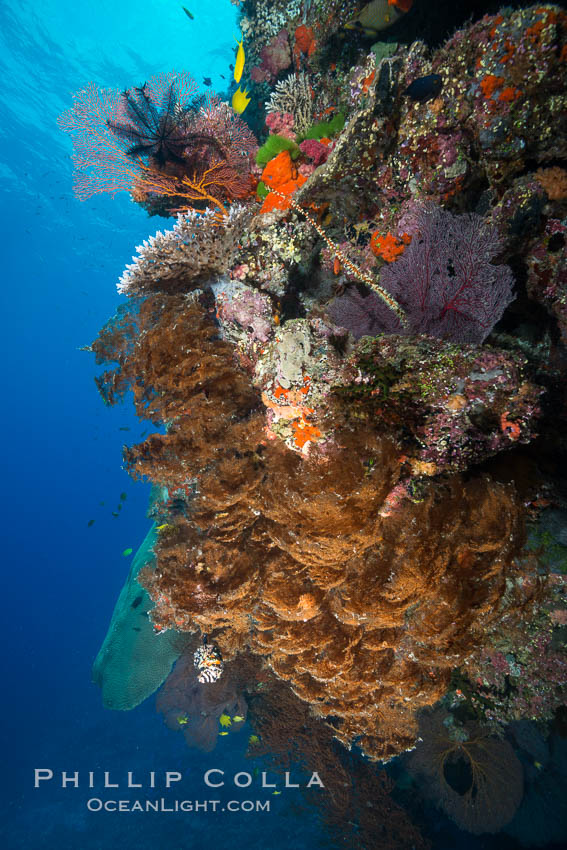 Black coral and crinoid on South Pacific coral reef, Fiji. Vatu I Ra Passage, Bligh Waters, Viti Levu  Island, Crinoidea, natural history stock photograph, photo id 31655