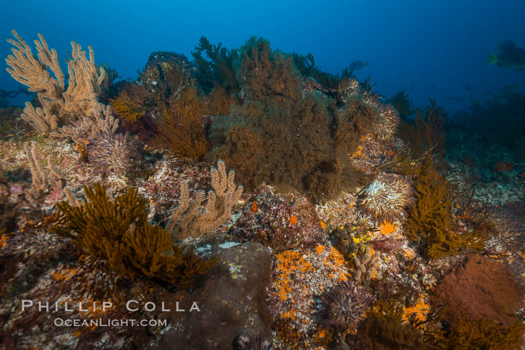 Black coral and gorgonians on rocky reef, Sea of Cortez. Baja California, Mexico, Antipatharia, natural history stock photograph, photo id 33717