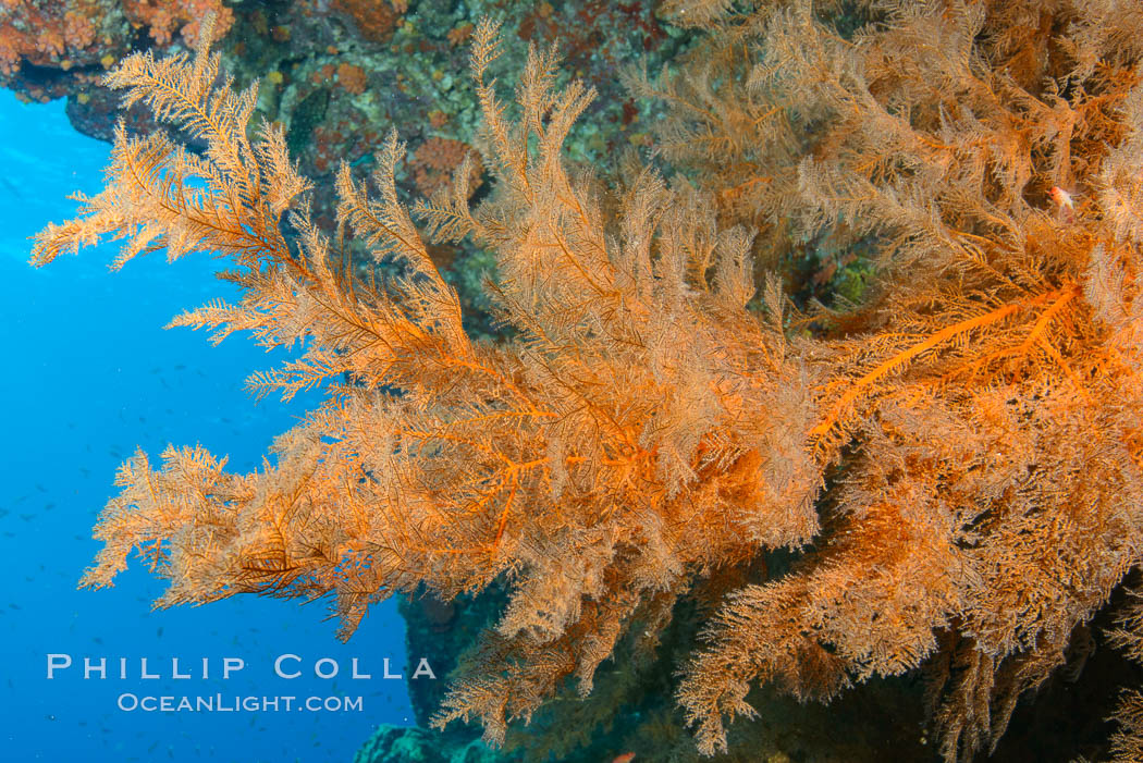 Black coral Antipatharia, Los Islotes, Sea of Cortez. Baja California, Mexico, Antipatharia, natural history stock photograph, photo id 32582